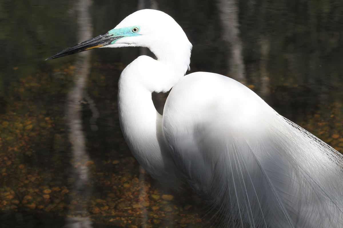 great-egret-free-stock-photo-public-domain-pictures